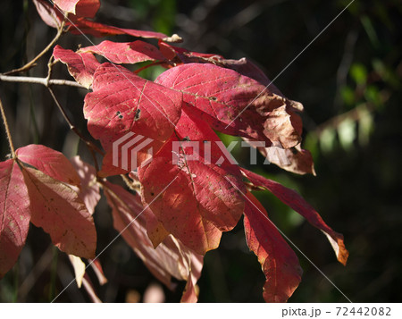 メグスリノキの鮮やかな紅葉 メグスリノキの鮮やかな紅葉 72442082