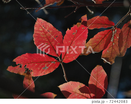 メグスリノキの鮮やかな紅葉 メグスリノキの鮮やかな紅葉 72442083