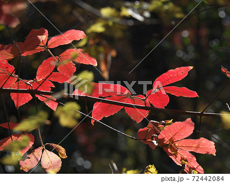 メグスリノキの鮮やかな紅葉 メグスリノキの鮮やかな紅葉 72442084