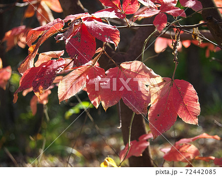 メグスリノキの鮮やかな紅葉 72442085