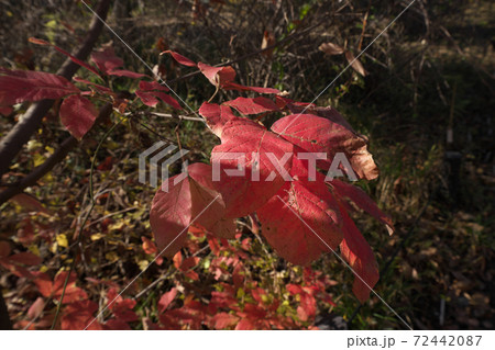 メグスリノキの鮮やかな紅葉 メグスリノキの鮮やかな紅葉 72442087