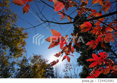 メグスリノキの紅葉 太陽の透過光でひときわ鮮やかでした メグスリノキの紅葉 太陽の透過光でひときわ鮮やかでした 72442091