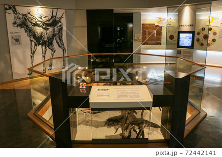 地底の森ミュージアムの展示コーナー 72442141