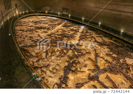 地底の森ミュージアム（仙台市太白区） 72442144