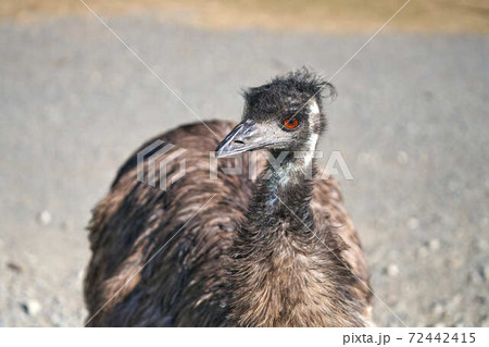 エミュー 72442415