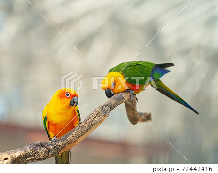 ナナイロメキシコインコ 72442416