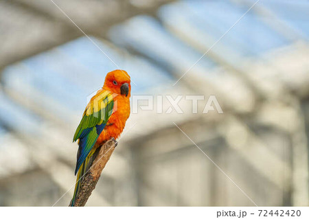 コガネメキシコインコ コガネメキシコインコ 72442420