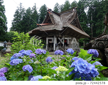 笹野観音堂　アジサイ 72442578