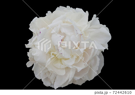 黒い背景の前に白い芍薬の花があります。 黒い背景の前に白い芍薬の花があります。 72442610