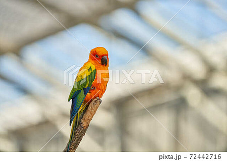 コガネメキシコインコ 72442716