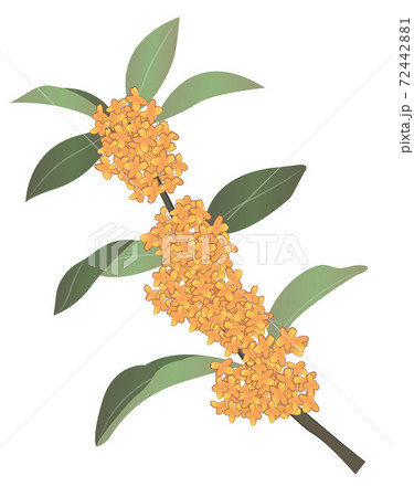 Japanese style vector Osmanthus fragrans - Stock Illustration