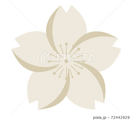 Japanese style vector sakura cherry blossom flower Japanese style vector sakura cherry blossom flower 72442929
