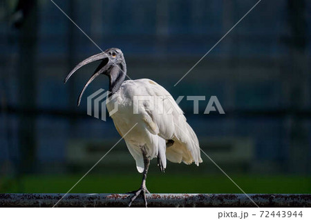 クロトキ 72443944