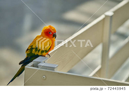 インコ インコ 72443945