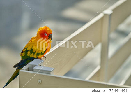 お昼寝インコ 72444491