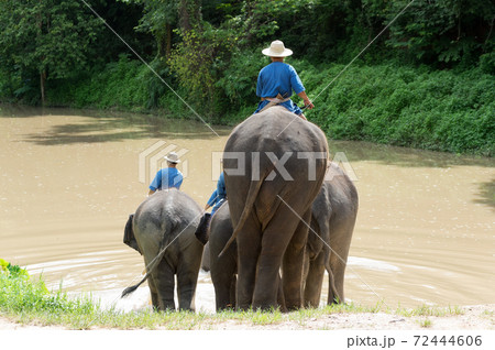 Elephant trekking 72444606