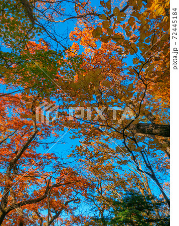 森の紅葉と青空 (塩原自然研究路、那須塩原、栃木県) 72445184