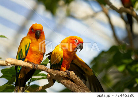 インコの写真素材