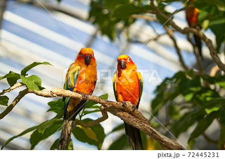 インコの写真素材