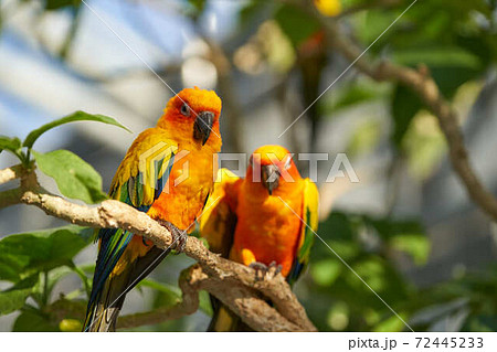 インコの写真素材