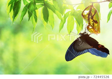 Butterfly change Chrysalis Butterfly change Chrysalis 72445526