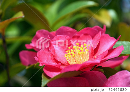 サザンカ(山茶花) サザンカ(山茶花) 72445820