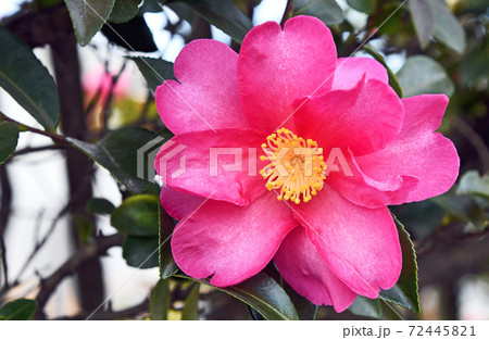 サザンカ（山茶花） 72445821