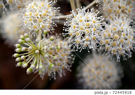 ヤツデの花 72445918