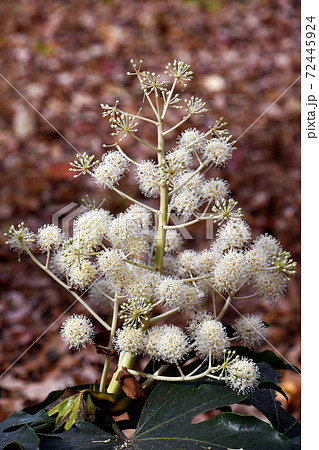 ヤツデの花 72445924