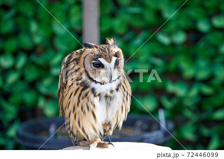 フクロウ 72446099