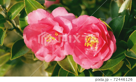 美しいサザンカ（山茶花）(自然質感) 72446126