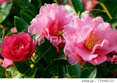 美しいサザンカ(山茶花)(自然質感) 美しいサザンカ(山茶花)(自然質感) 72446134