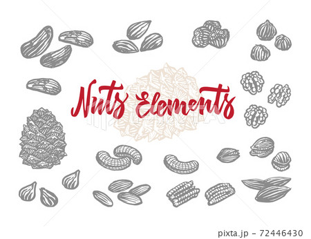 Hand Drawn Nuts Elements Set 72446430