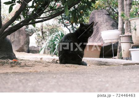 庭に現れた黄色の目をした黒い野良猫の写真素材