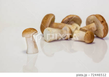 white forest mushroom 72446512