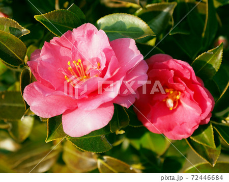 美しいサザンカ（山茶花）(自然質感) 72446684