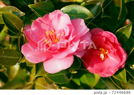 美しいサザンカ（山茶花）(自然質感) 72446686