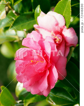 美しいサザンカ（山茶花）(自然質感) 72446690