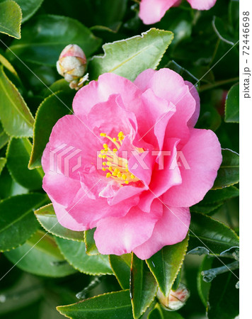 美しいサザンカ（山茶花）(自然質感) 72446698