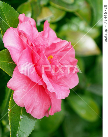 美しいサザンカ（山茶花）(自然質感) 72446729