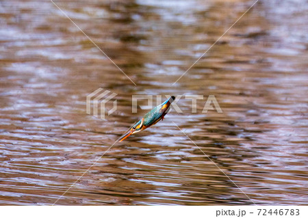 カワセミの飛翔 72446783