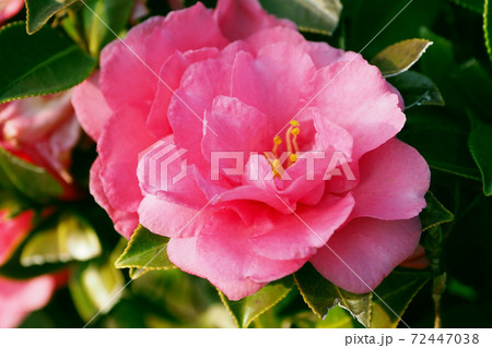 美しいサザンカ（山茶花）(自然質感) 72447038