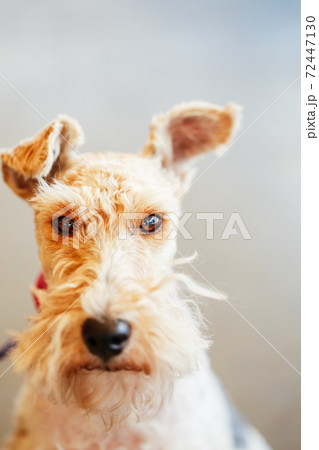 Wire Fox Terrier Close Up Portrait 72447130