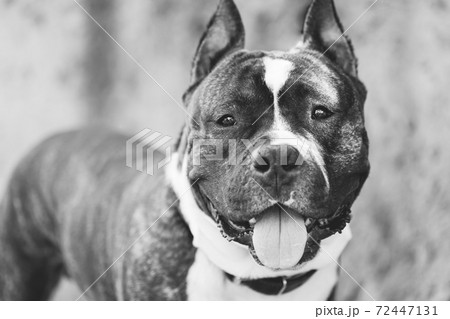 Adult Dog American Staffordshire Terrier Outdoor Close Up. black and white portrait. Adult Dog American Staffordshire Terrier Outdoor Close Up. black and white portrait. 72447131