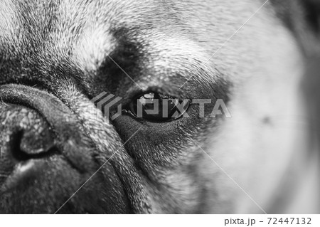 Close Up Eye And Nose Dog French Bulldog. black and white portrait 72447132