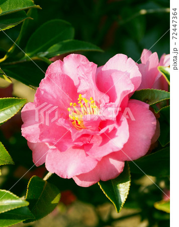 美しいサザンカ(山茶花)(自然質感) 美しいサザンカ(山茶花)(自然質感) 72447364