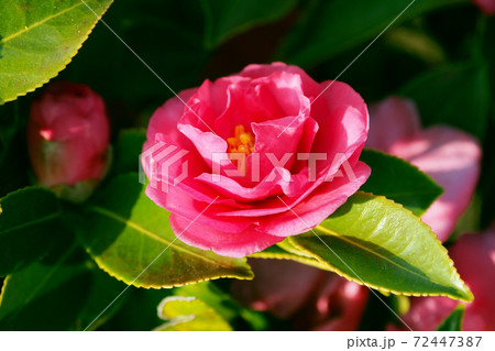 美しいサザンカ(山茶花)(自然質感) 美しいサザンカ(山茶花)(自然質感) 72447387
