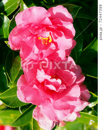 美しいサザンカ(山茶花)(自然質感) 美しいサザンカ(山茶花)(自然質感) 72447399