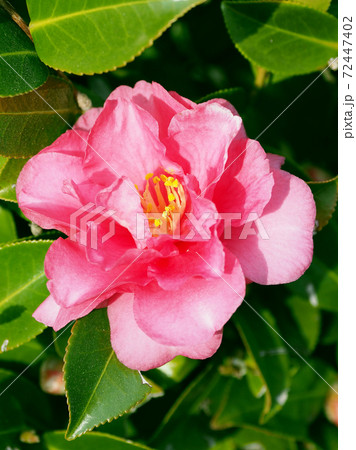 美しいサザンカ(山茶花)(自然質感) 美しいサザンカ(山茶花)(自然質感) 72447402