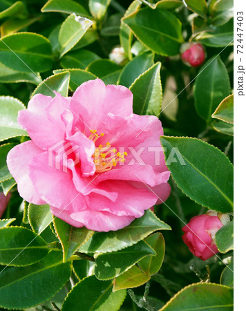 美しいサザンカ（山茶花）(自然質感) 72447403